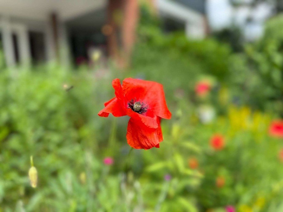 Es bl�ht der Mohn Bungalow Marl