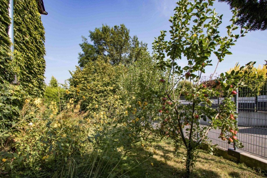 Gemeinschaftsobstbaumwiese Wohnung Wetter